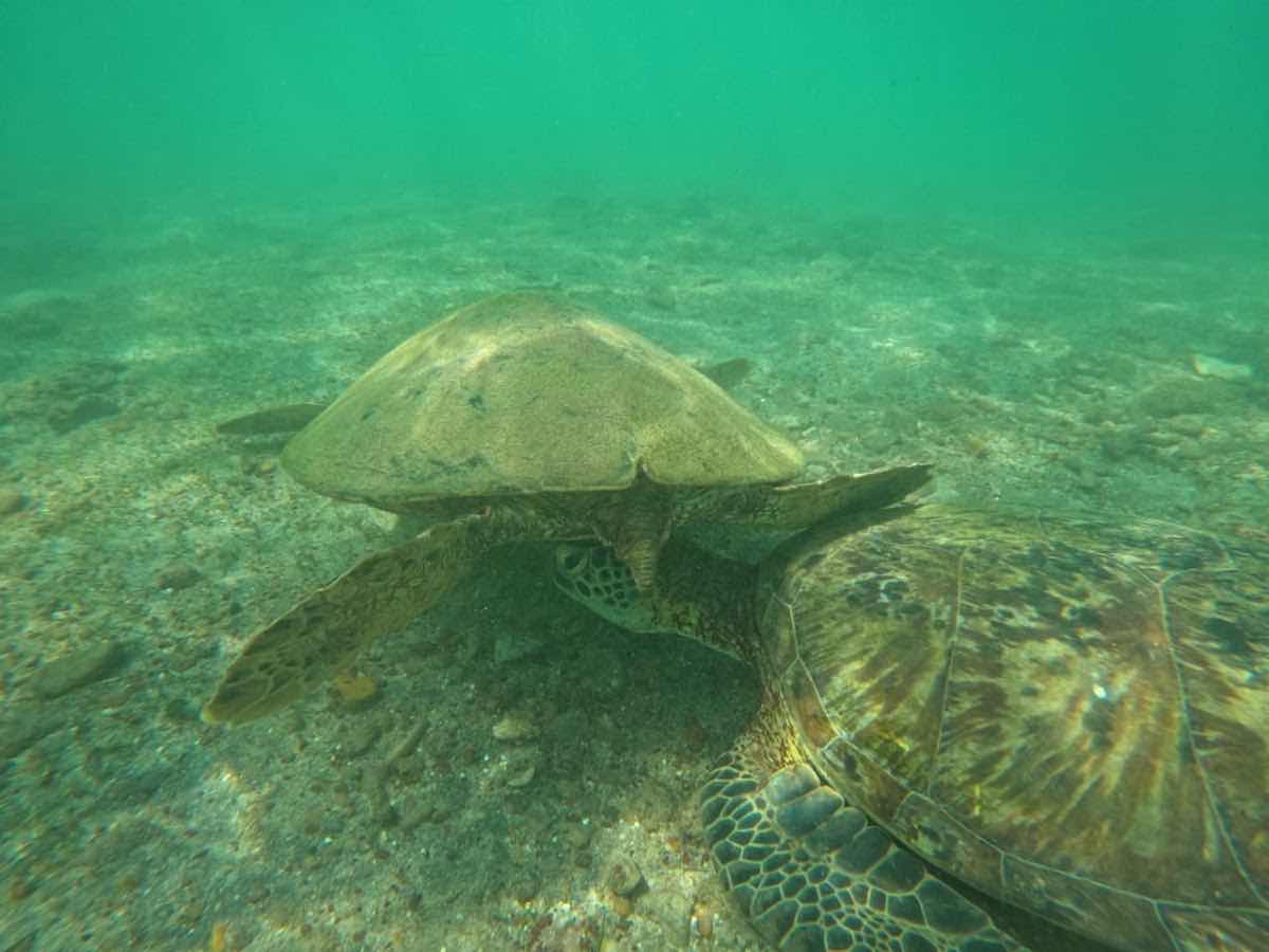 Mirissa snorkeling turtles photo 6