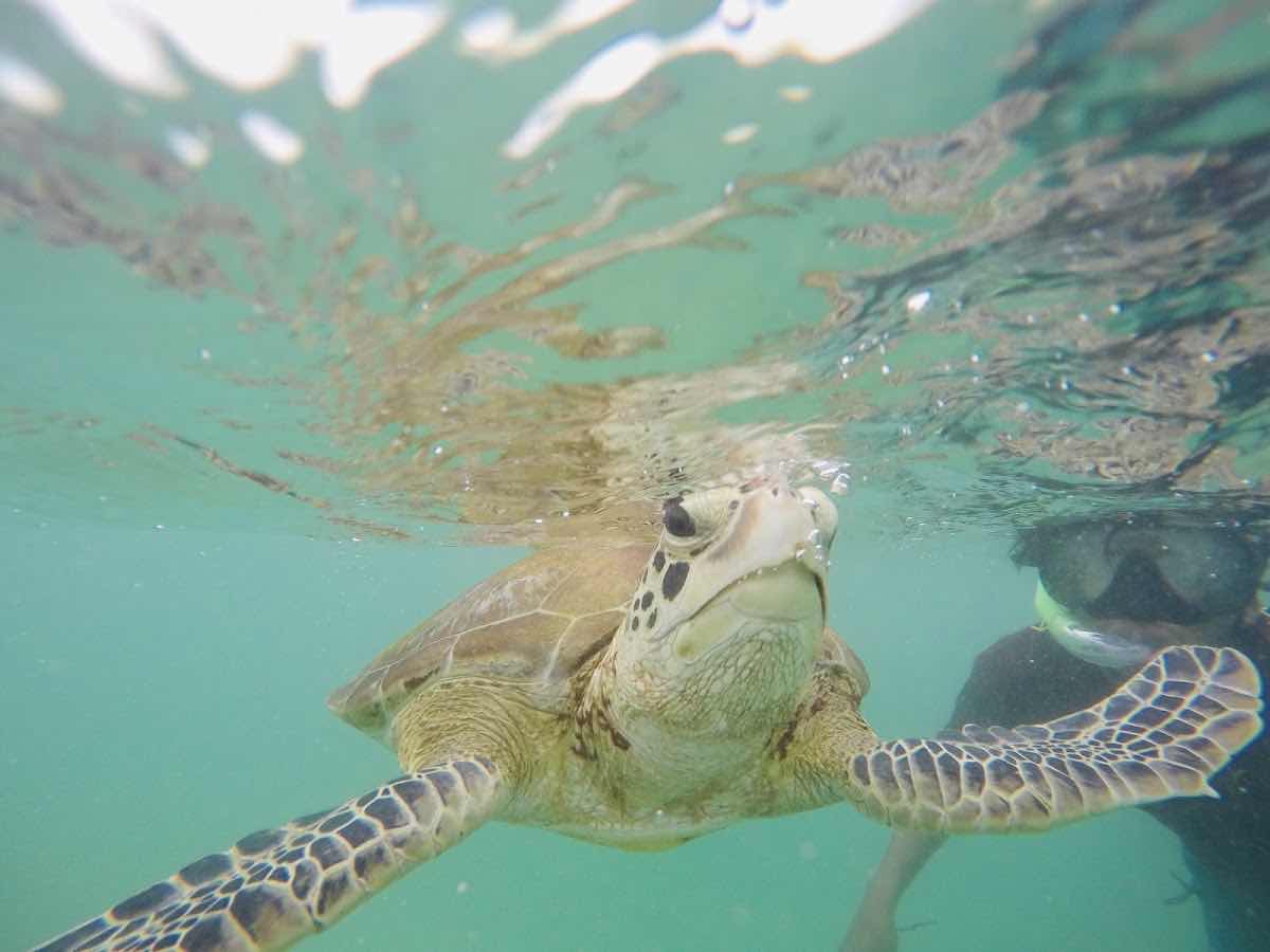 Mirissa snorkeling turtles photo 7