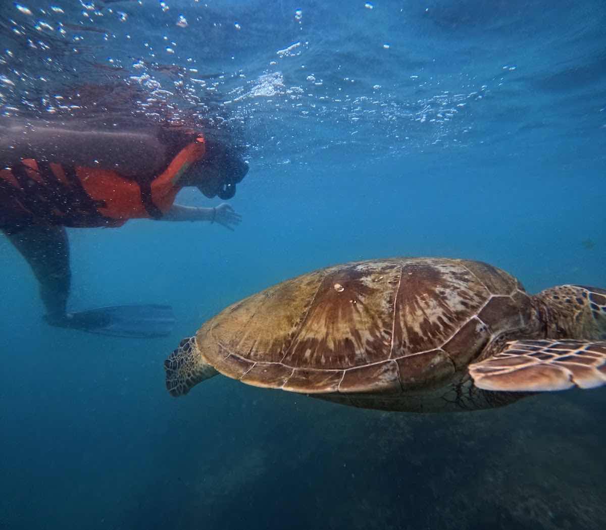 Mirissa snorkeling turtles photo 9