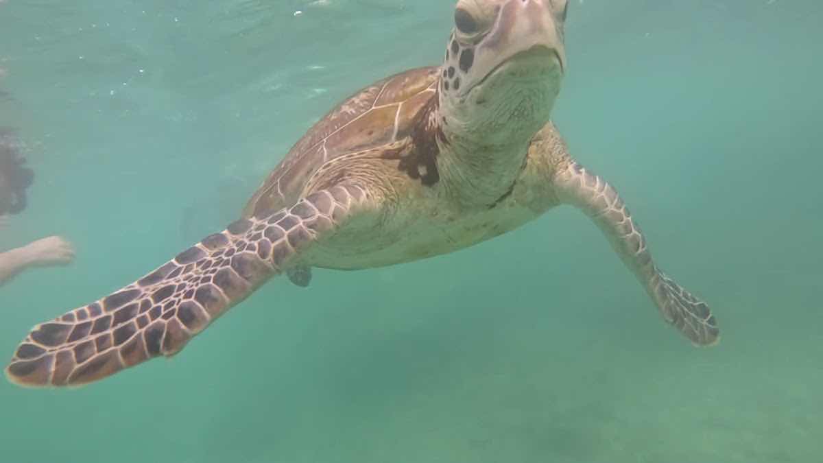 Mirissa snorkeling turtles photo 10