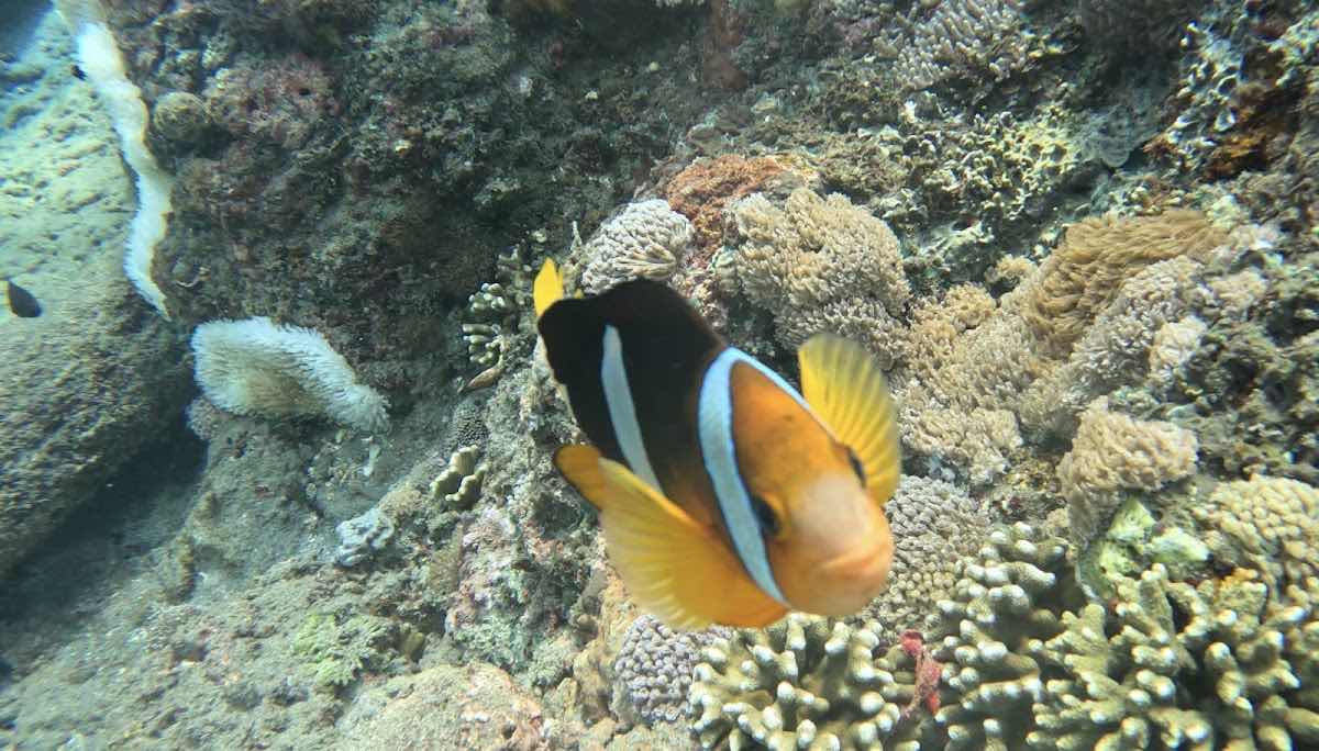 Snorkeling at Nusa Penida photo 2