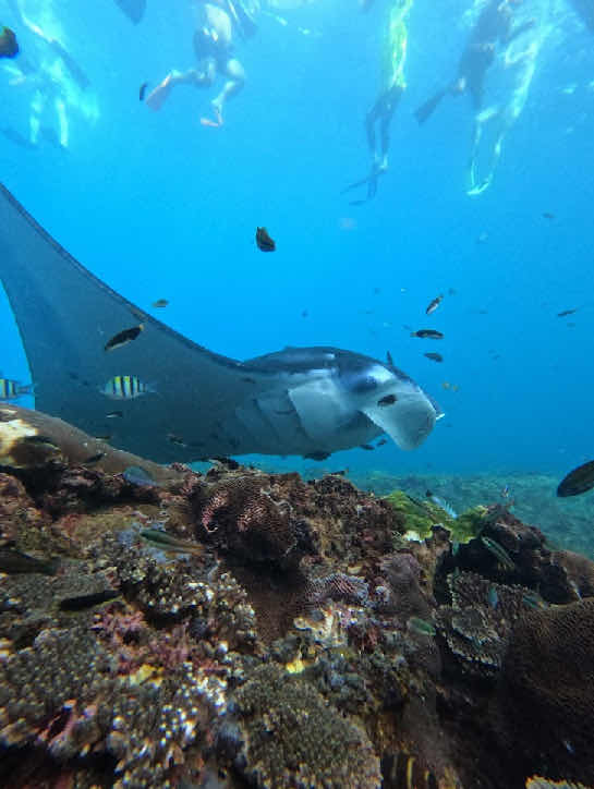 Snorkeling at Nusa Penida photo 8