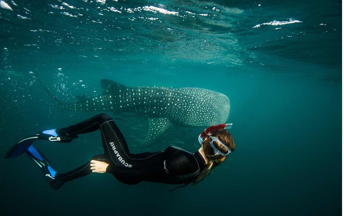 Dolphin Excursions Djibouti photo 1