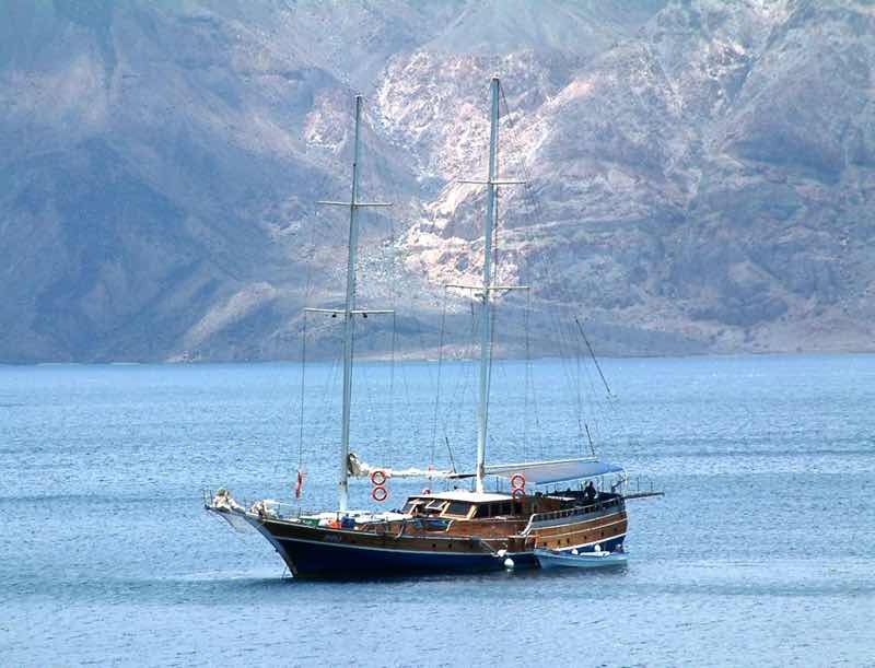 Dolphin Excursions Djibouti photo 2