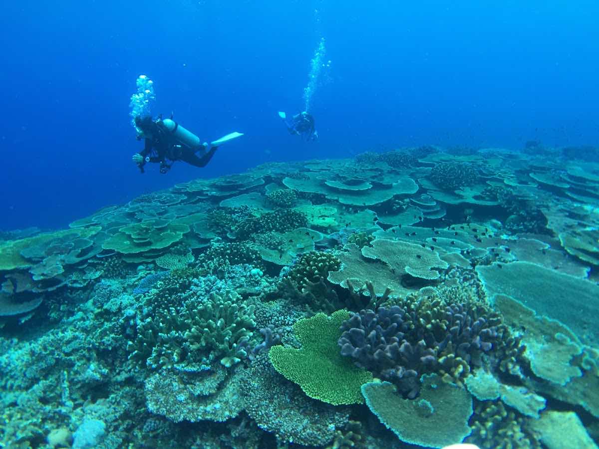Niugini Dive Adventures photo 7