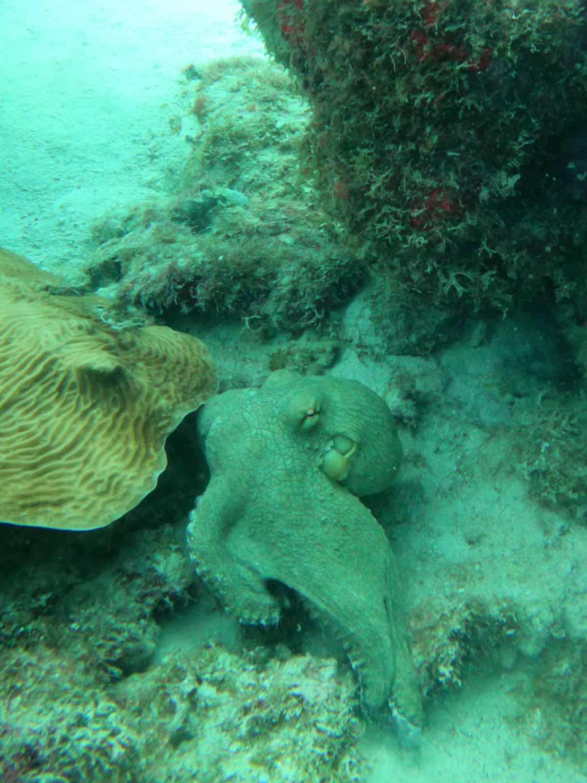 Aruba Bob Snorkel & Scuba photo 3