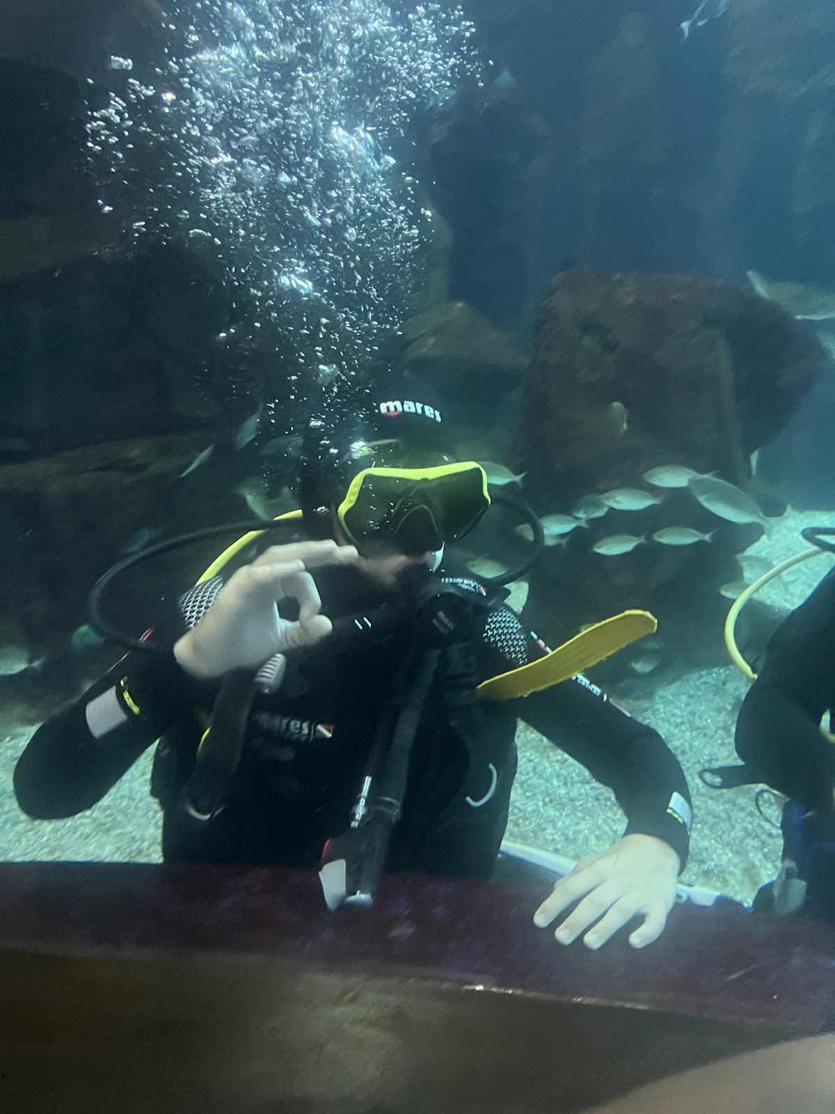 Lava Diving Center - diving in Madeira aquarium photo 2