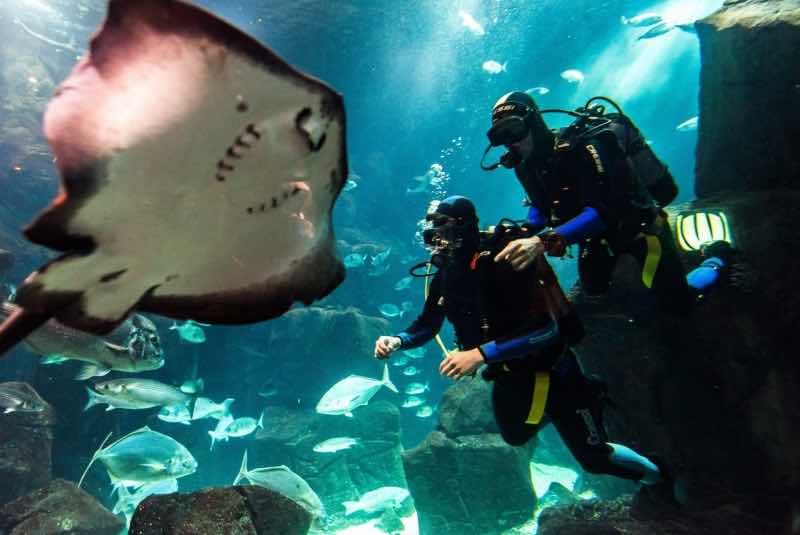Lava Diving Center - diving in Madeira aquarium photo 4