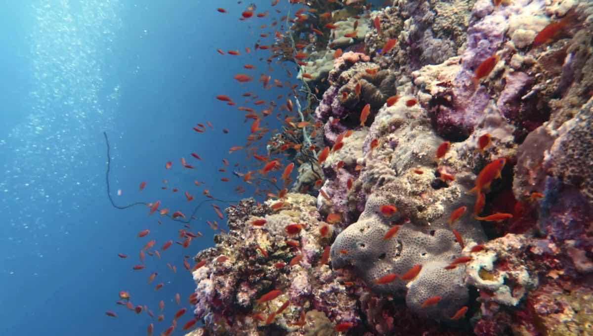Sudan Diver الغـــواص photo 2