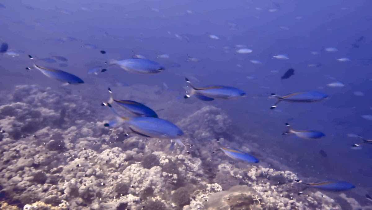 Sudan Diver الغـــواص photo 7