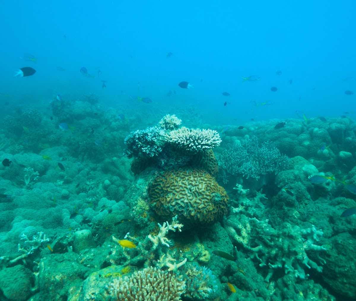 Octopus Dive Cairns photo 10
