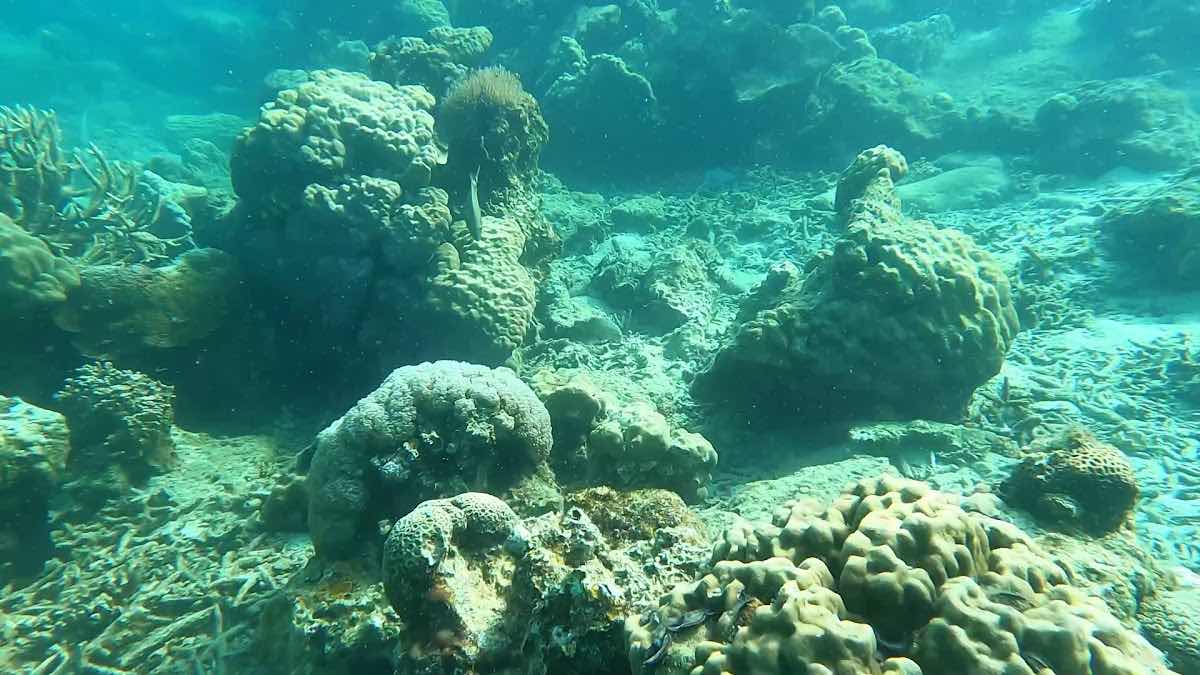 Below The Surface Divers photo 7