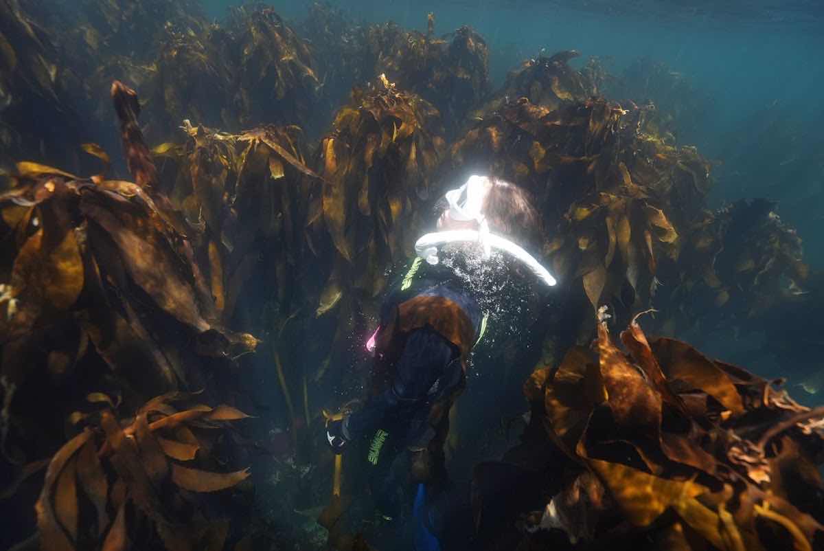 In Between The Kelp🤿 photo 2