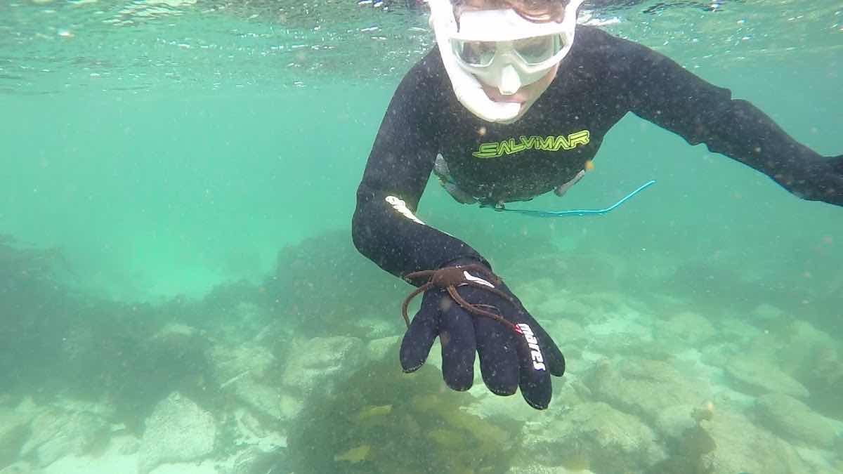 In Between The Kelp🤿 photo 3