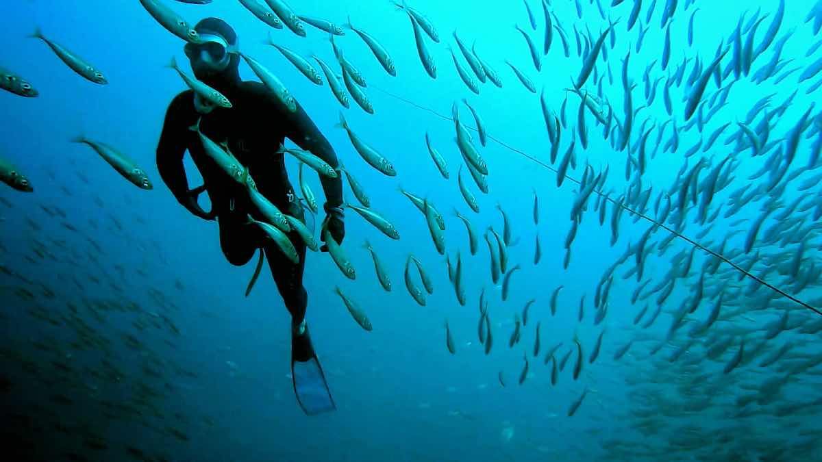 In Between The Kelp🤿 photo 8