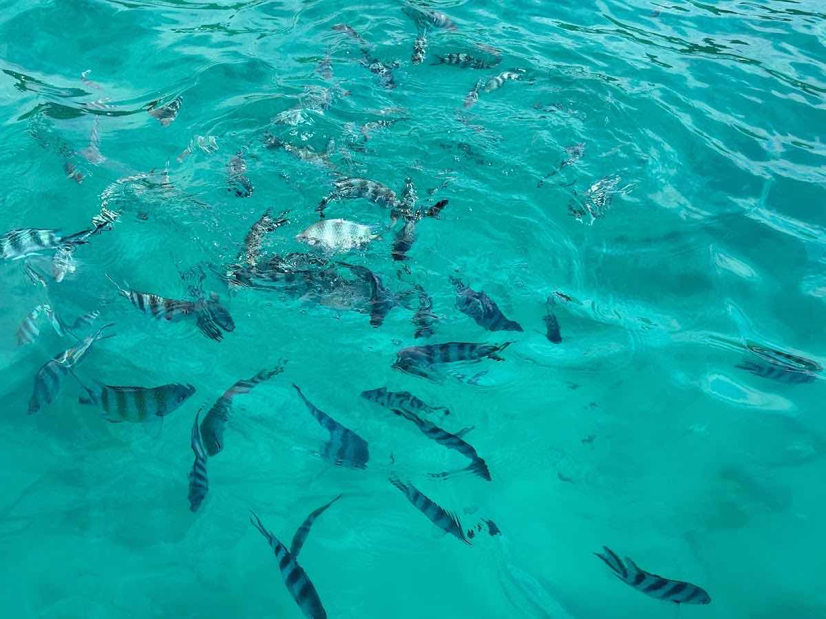 Praslin ProDivers Dive Center photo 8