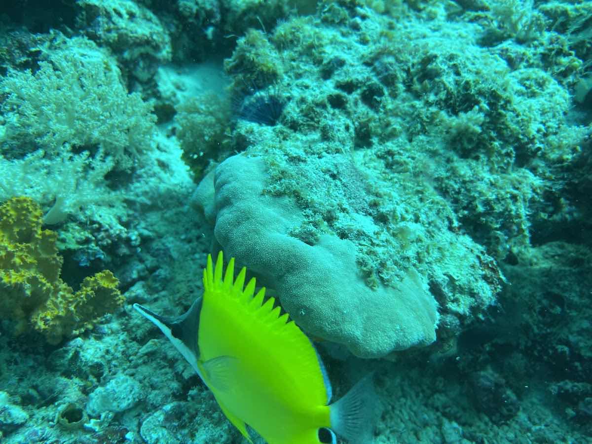 Scuba Blue Zanzibar photo 9