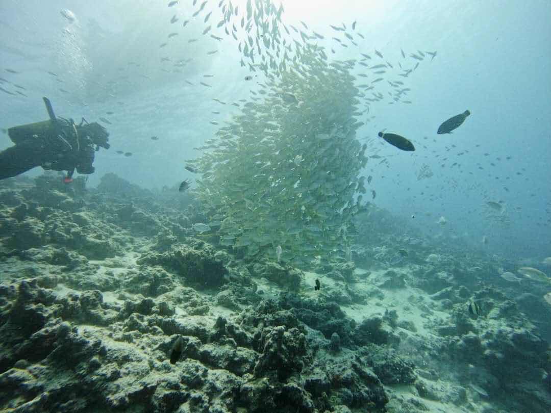 Scuba Blue Zanzibar photo 10