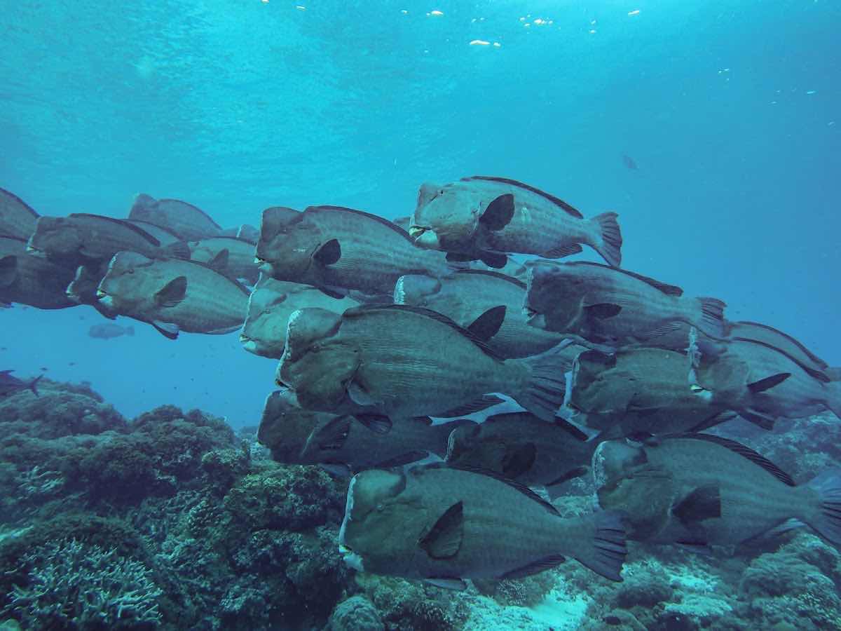 Sipadan Island photo 8