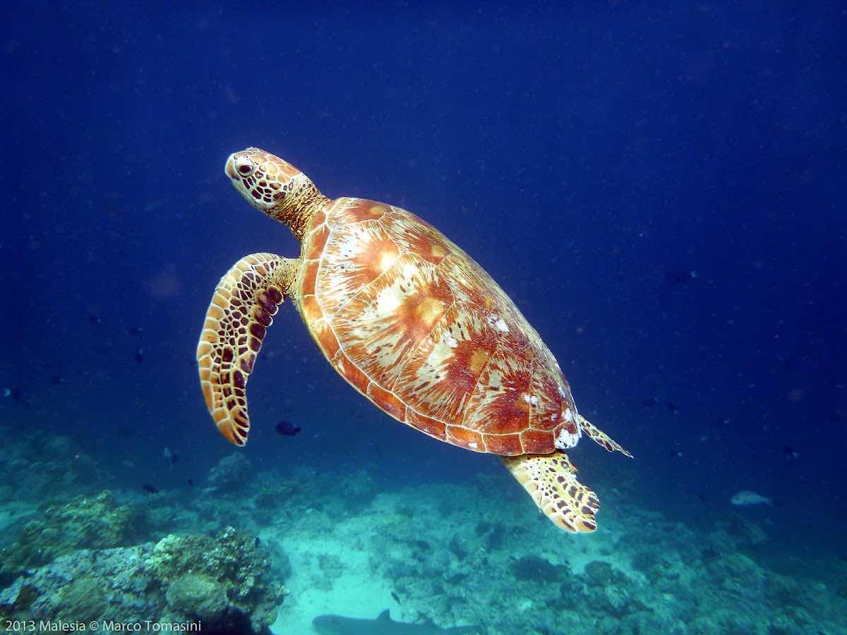 Sipadan Island photo 9