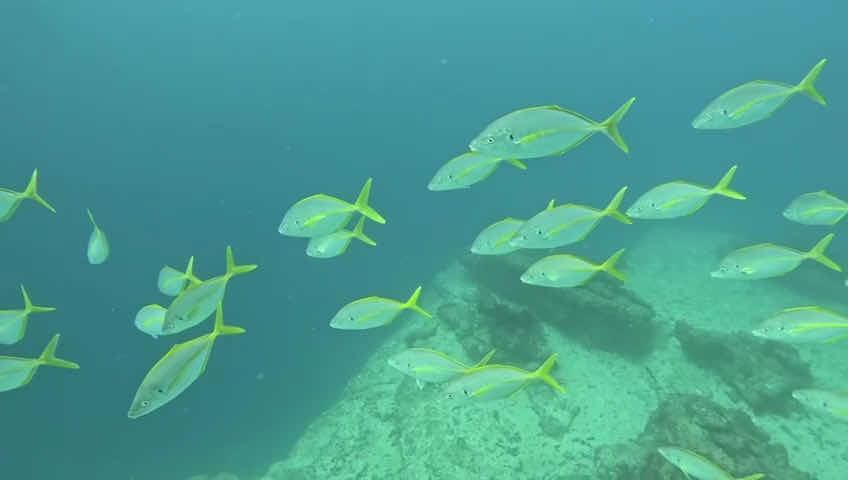 Apnea Fuerteventura photo 2