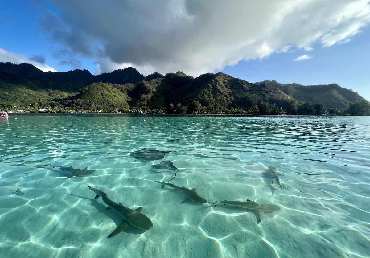 Moorea Underwater Experience photo 2
