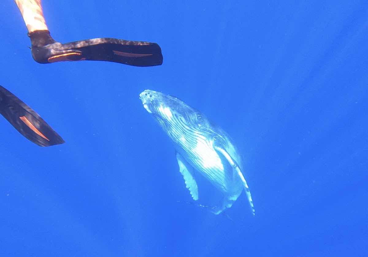 Moorea Underwater Experience photo 7