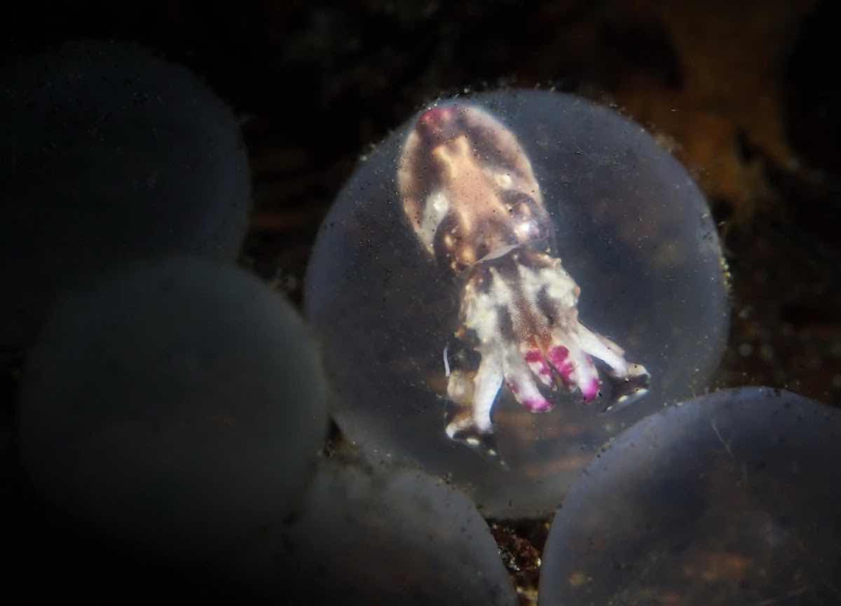 Happy Bubbles Dive Lembeh photo 3