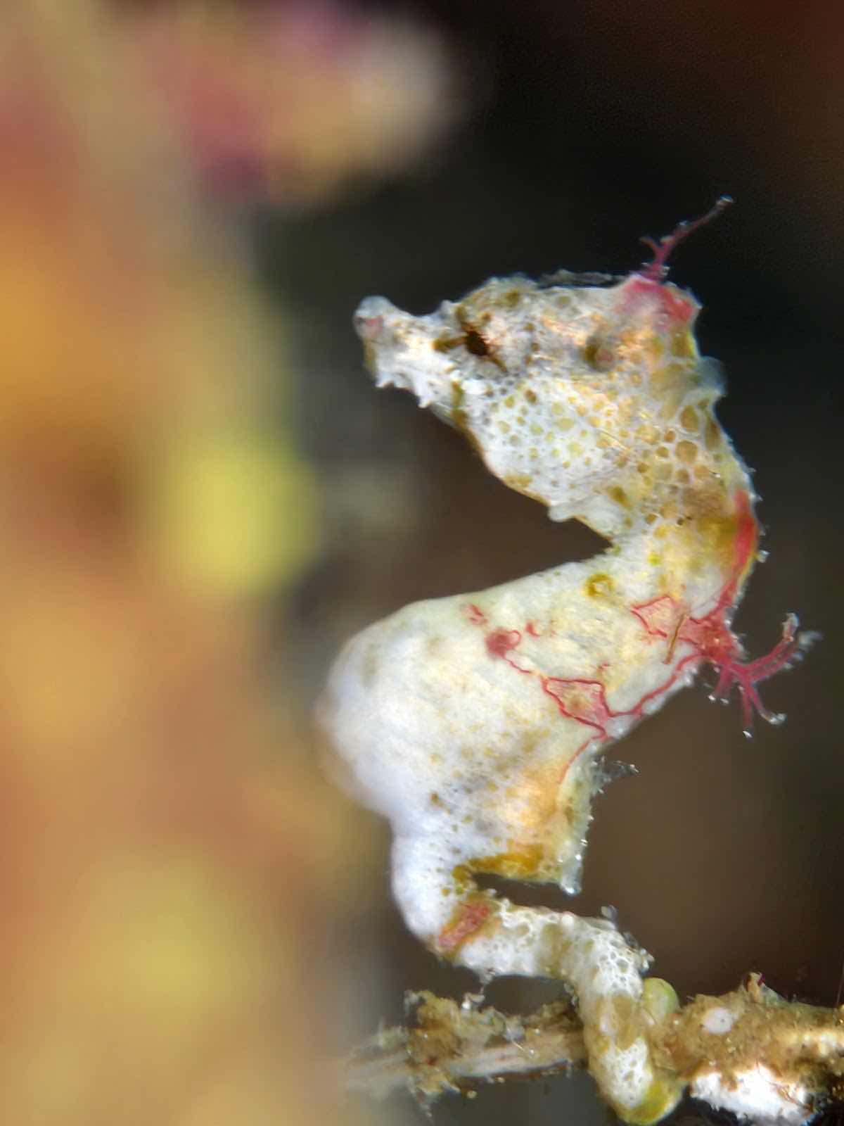 Happy Bubbles Dive Lembeh photo 9