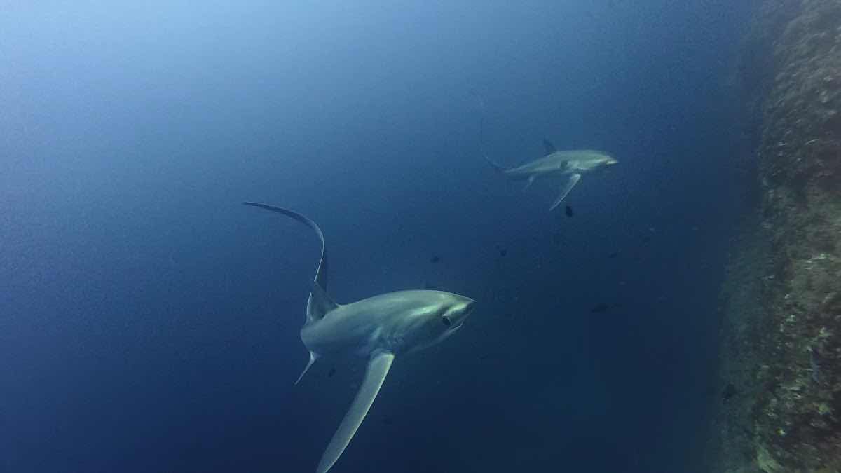 DiverGems Diving Center photo 3