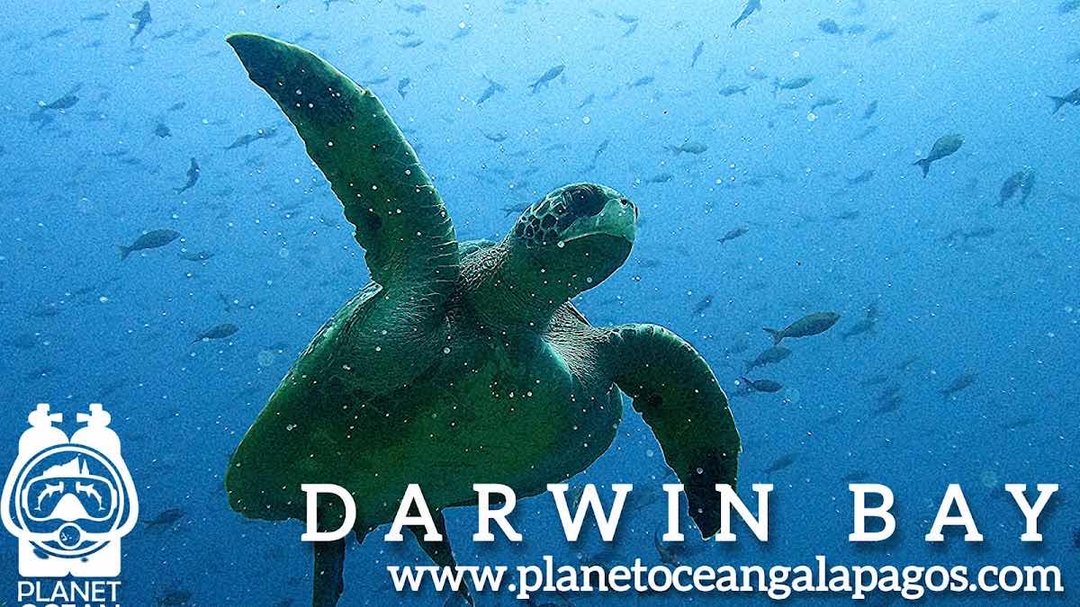 Planet Ocean Galapagos photo 1