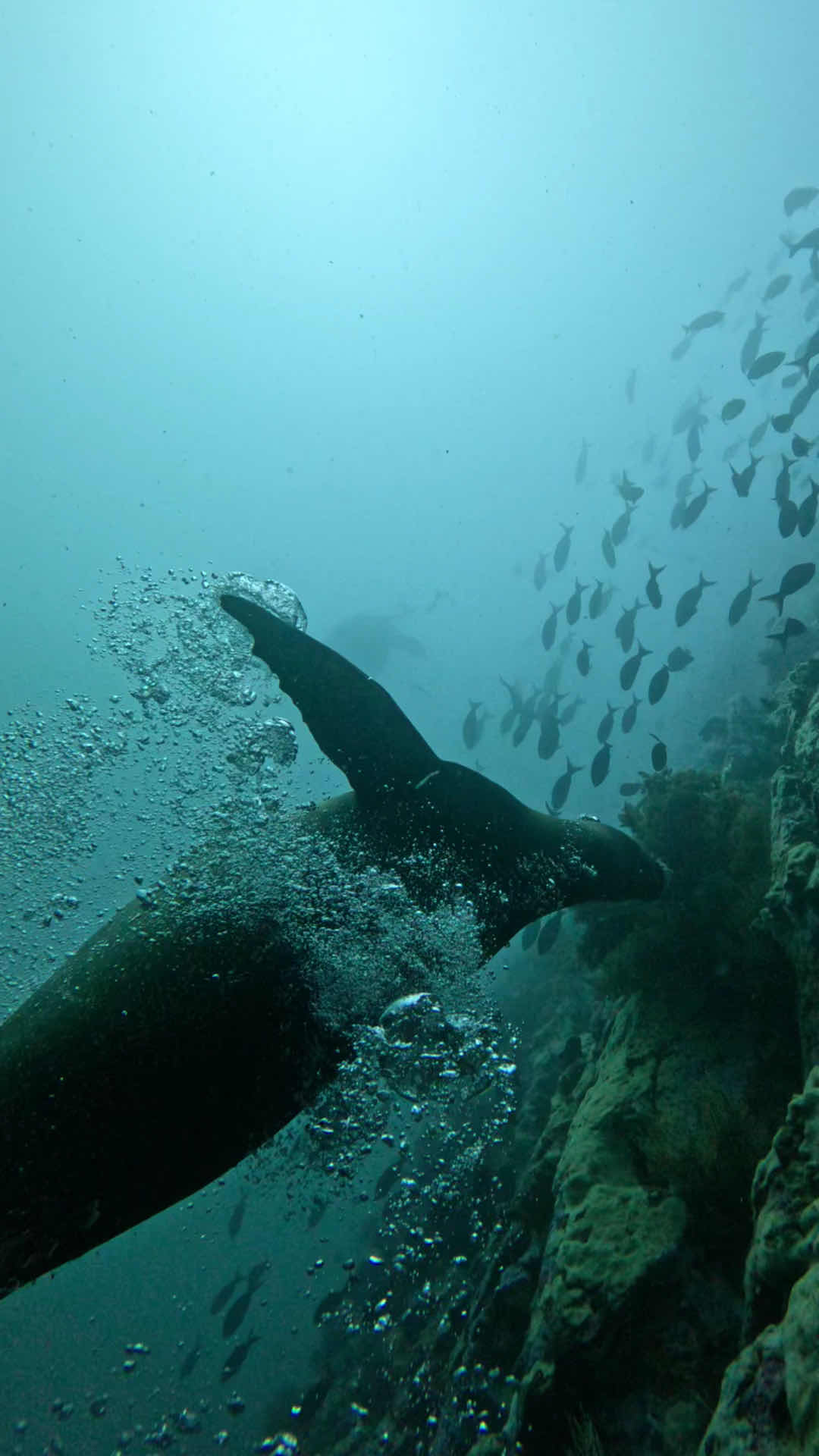 Planet Ocean Galapagos photo 3
