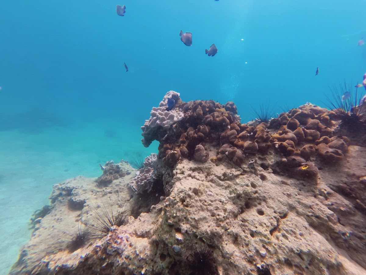 VietDivers - Diving in Nha Trang photo 9