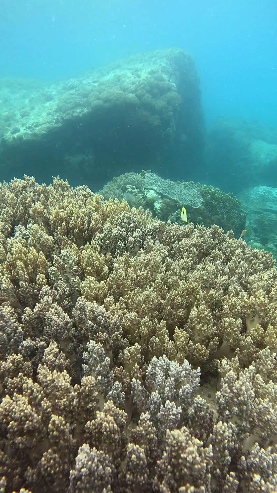 VietDivers - Diving in Nha Trang photo 10