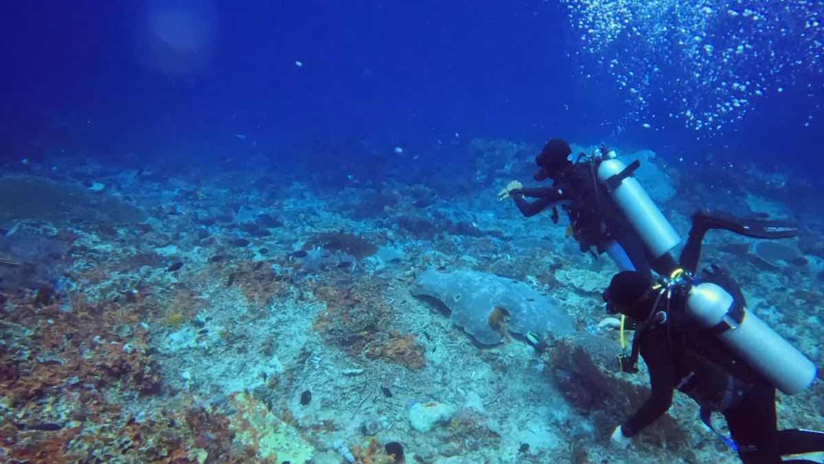 Bali Hai Diving Adventures Lembongan photo 4
