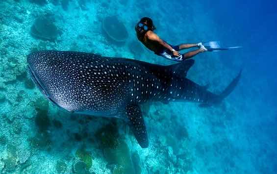 IslaWhaleSharks.com photo 3
