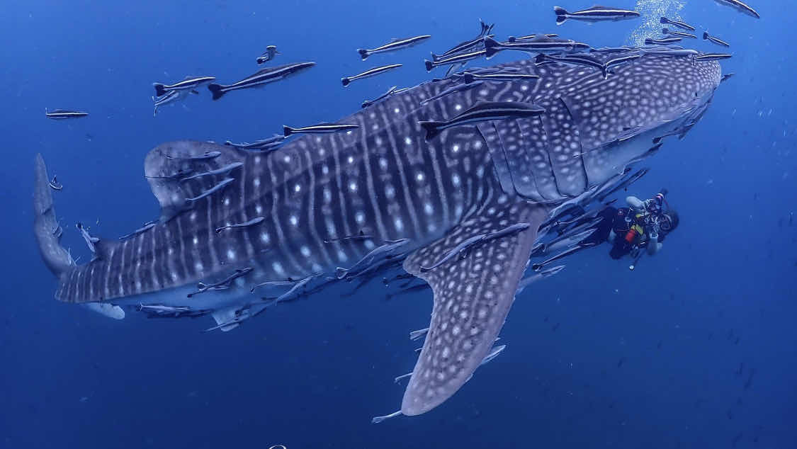 IslaWhaleSharks.com photo 4