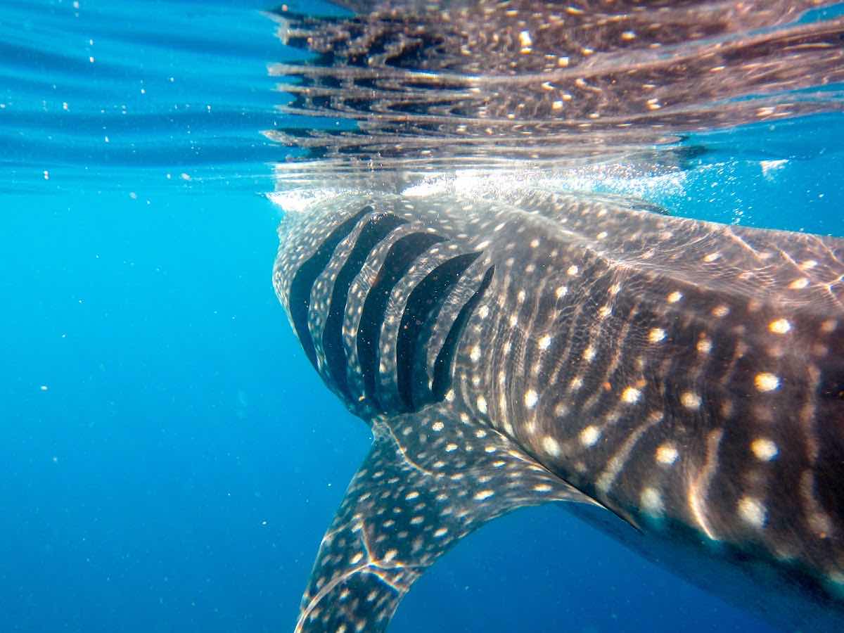 IslaWhaleSharks.com photo 5