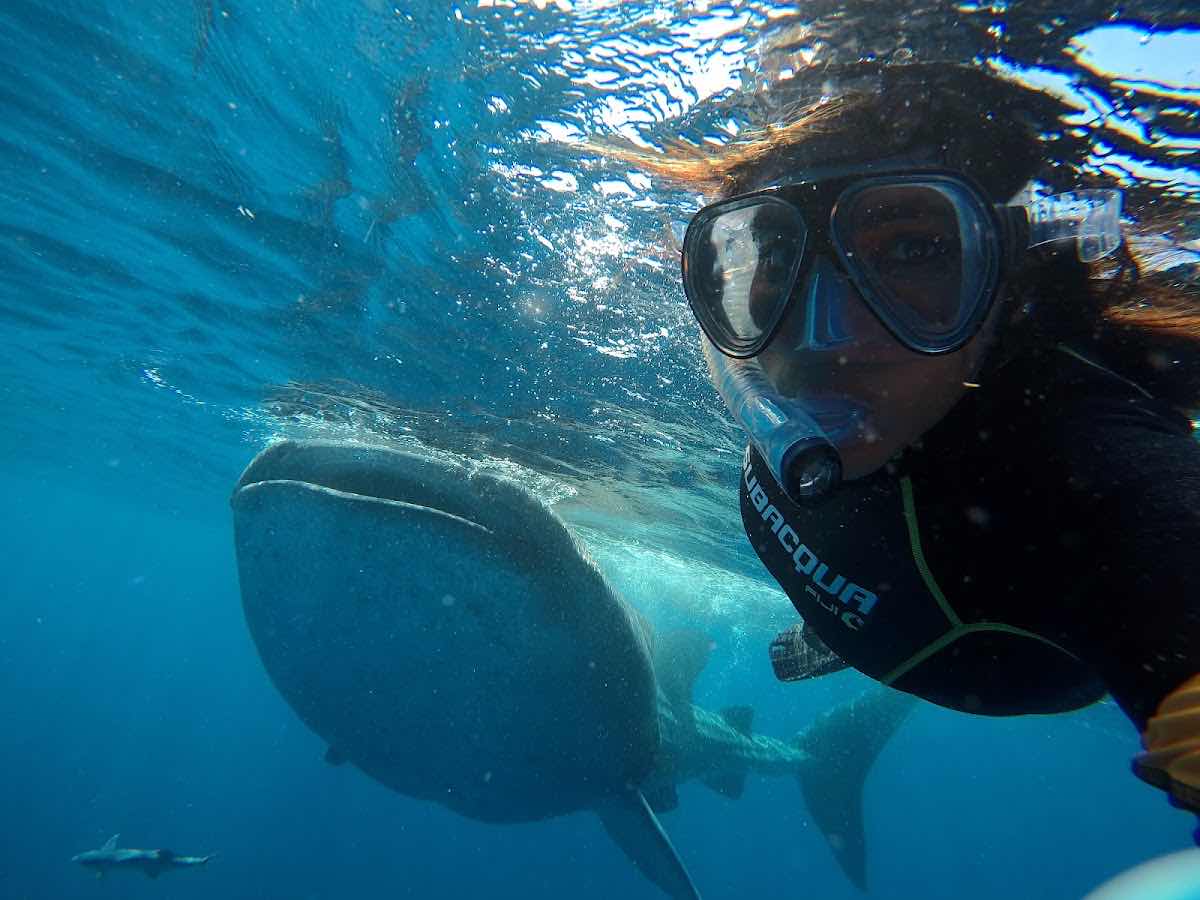 IslaWhaleSharks.com photo 6