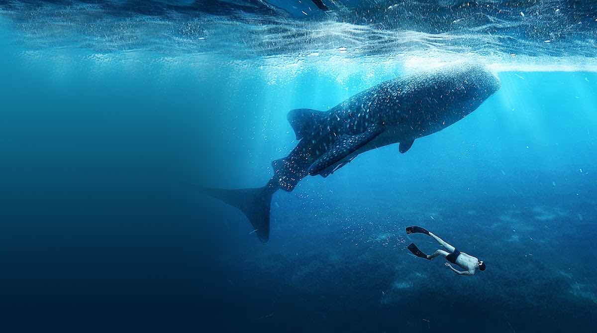 IslaWhaleSharks.com photo 7