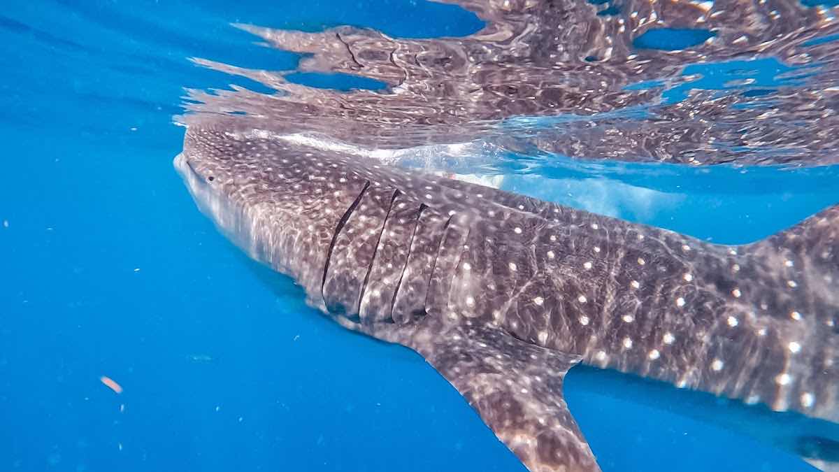 IslaWhaleSharks.com photo 8