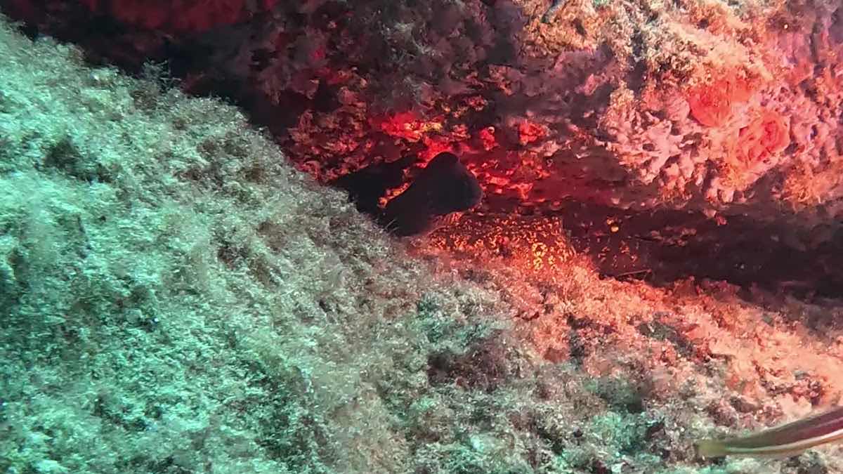 Diving Calvi photo 3