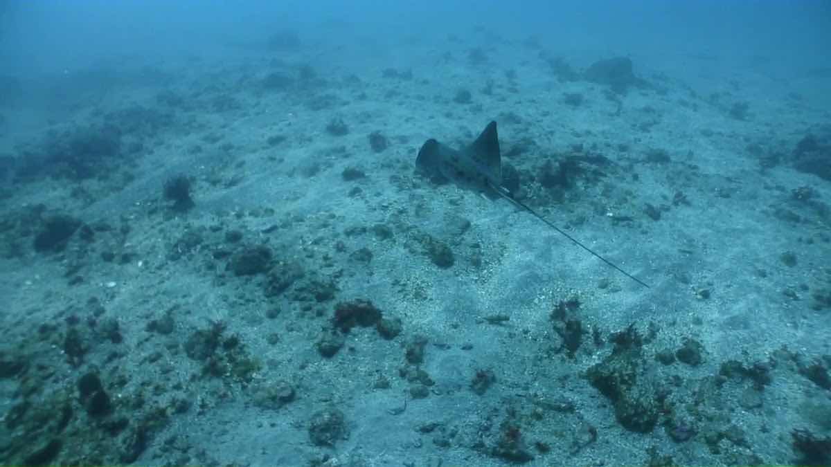 Dive Shop Takarajima photo 3