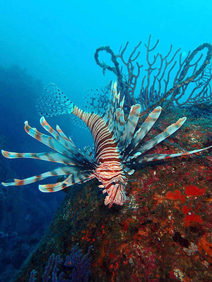 Dive Shop Takarajima photo 5