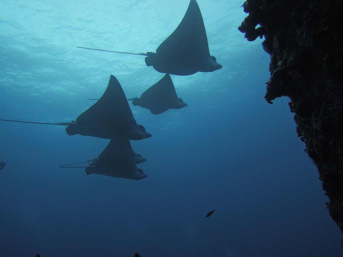 Scuba & Adventours photo 2