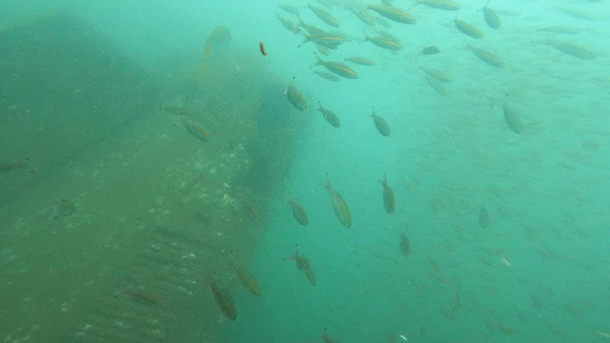 Ninety Nine Islands Diver/99 Dive & Dine photo 4