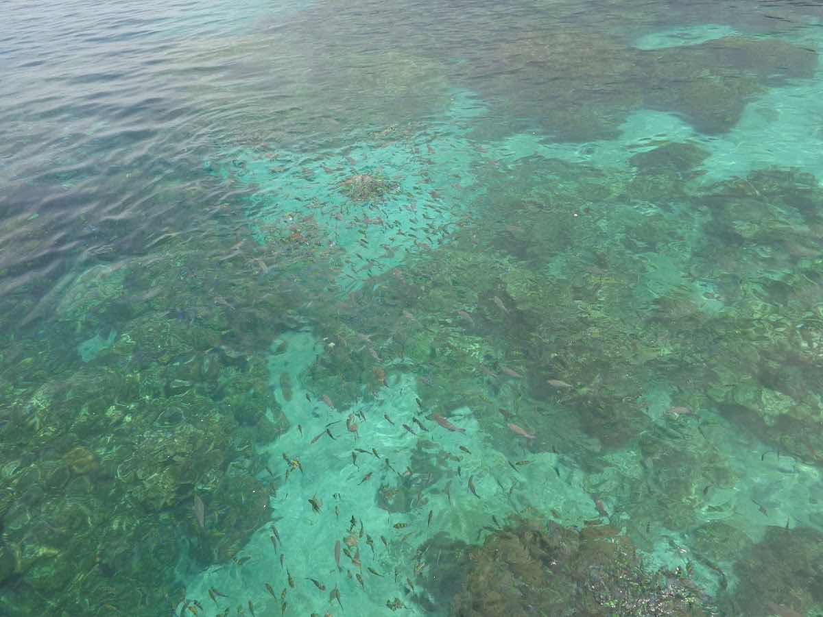 Ninety Nine Islands Diver/99 Dive & Dine photo 9