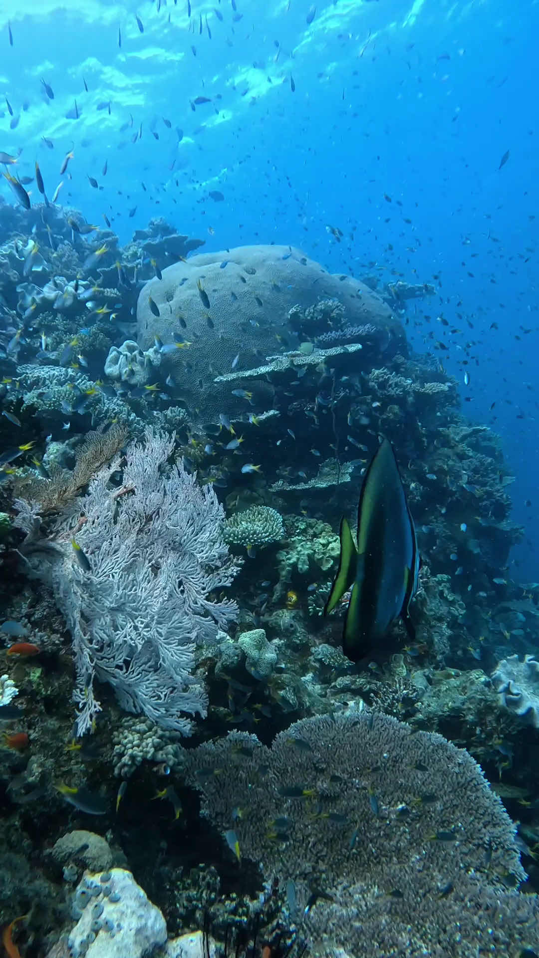 ABC Reef Safaris photo 3