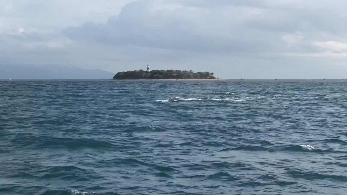 ABC Reef Safaris photo 4
