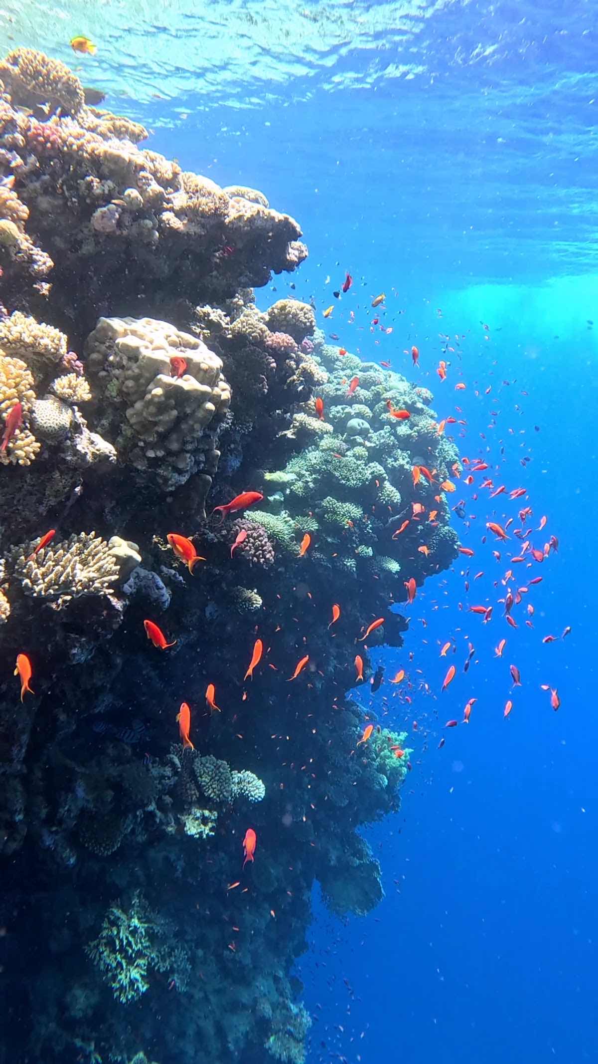Makara scuba & freediving | escuela española en Dahab photo 10